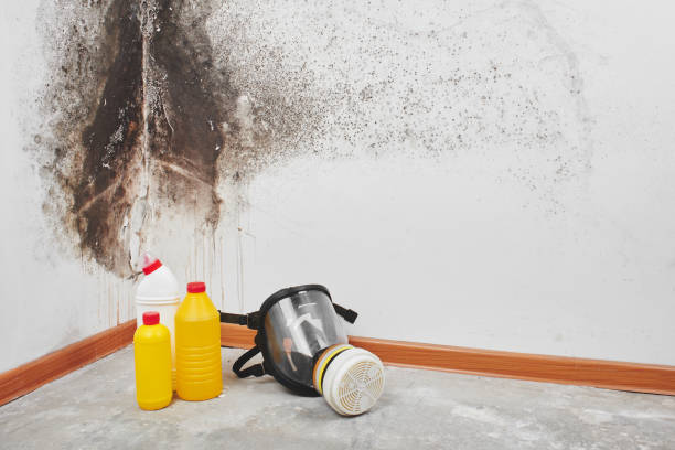Best Black Mold Remediation in Premont, TX