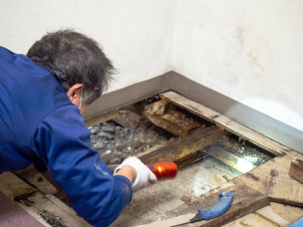 Best Basement Mold Remediation in Premont, TX