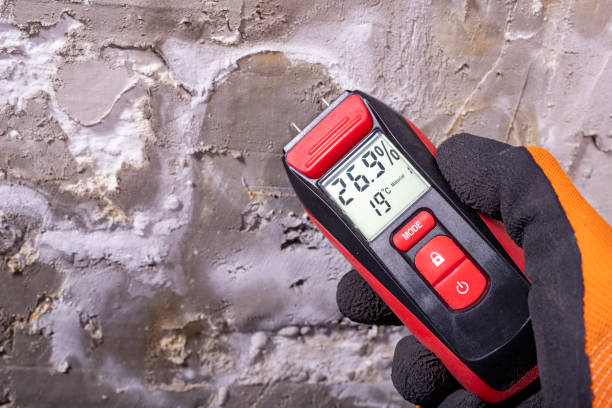 Best White Mold Remediation in Premont, TX