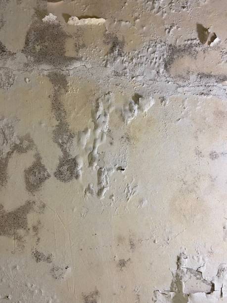 Best Residential Mold Remediation in Premont, TX