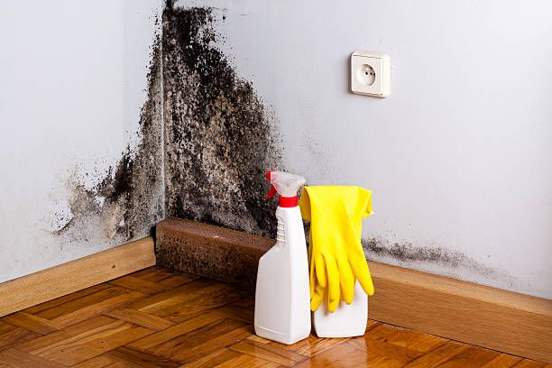 Best Post-Flood Mold Remediation in Premont, TX