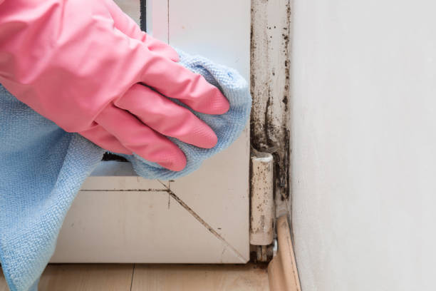 Reliable Premont, TX Mold Remediation Solutions